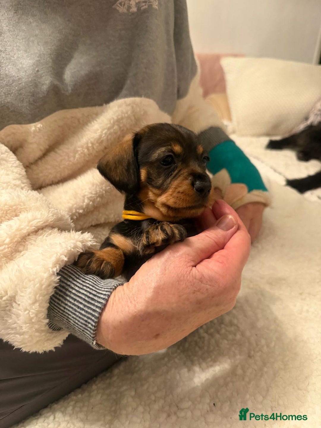 Dachshund dogs for sale: Tekel (wire haired dachshund) READY TO GO NOW - Advert 40