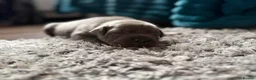 Staffordshire Bull Terrier dogs for sale: 3 beautiful blue Staffordshire terrier pups in Spalding - Advert 3