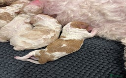 Double Doodle dogs for sale: Parti Double Doodles 🐾  - Image 3