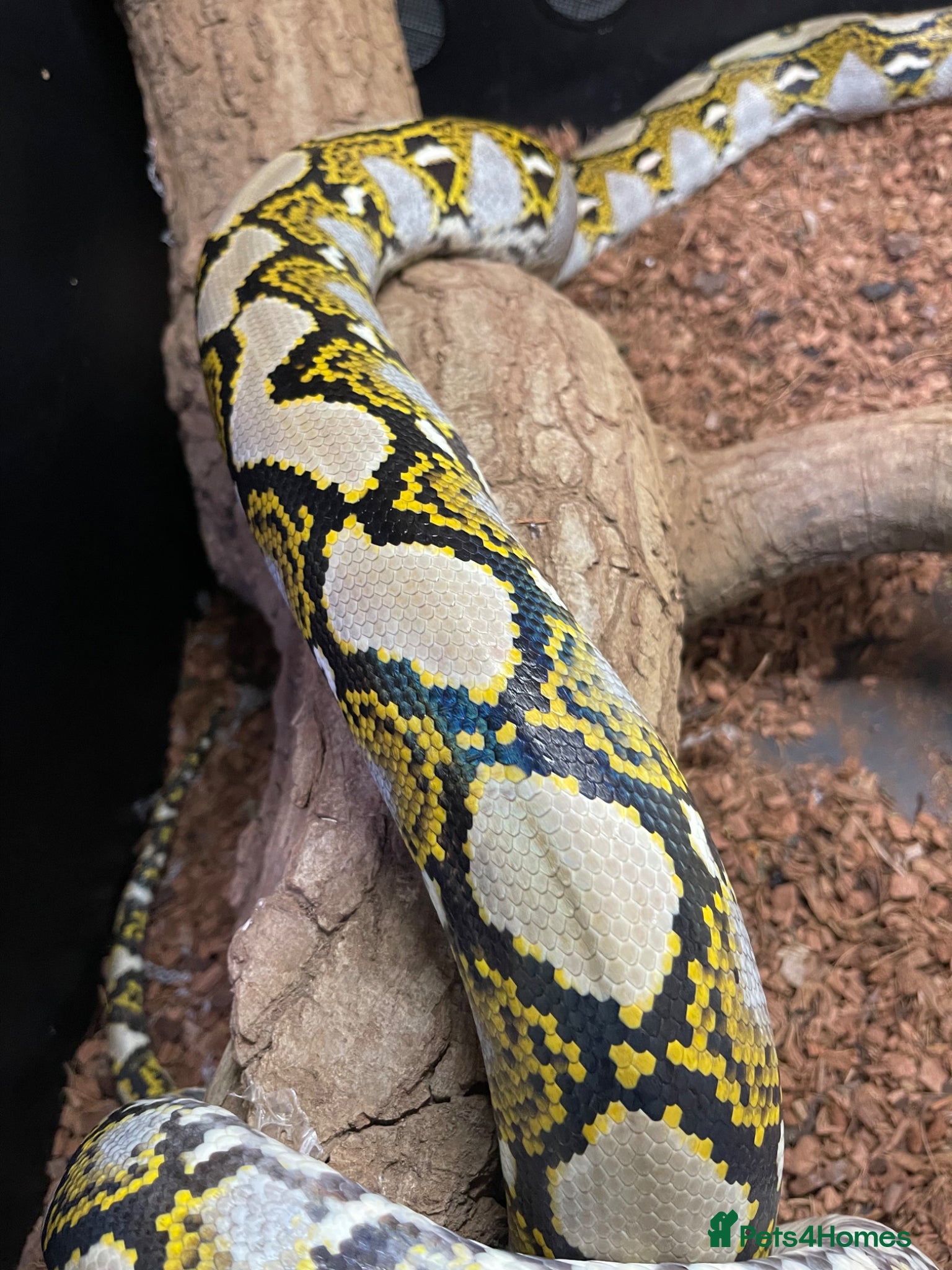 Monitor reptiles Female reticulated python  - Advert 17