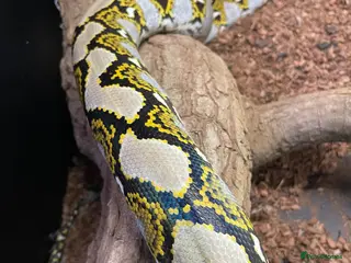 Monitor reptiles Female reticulated python - Advert 17