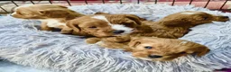 Cavapoo dogs for sale: Miniature fox red cavapoo pups  - Advert 1