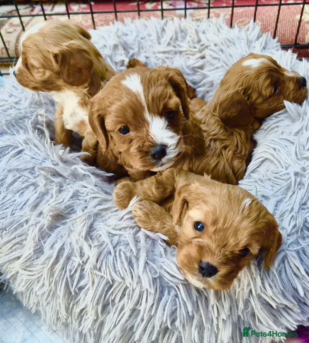 Cavapoo dogs for sale: Miniature fox red cavapoo pups  - Advert 1