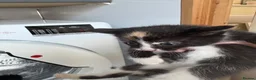 Mixed Breed cats for sale: Beautiful kittens for sale in Welwyn - Advert 6