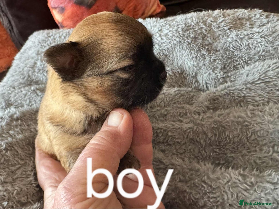 Chihuahua dogs for sale: Chihuahua long coat puppies 2 girls and 1 boy - Image 18