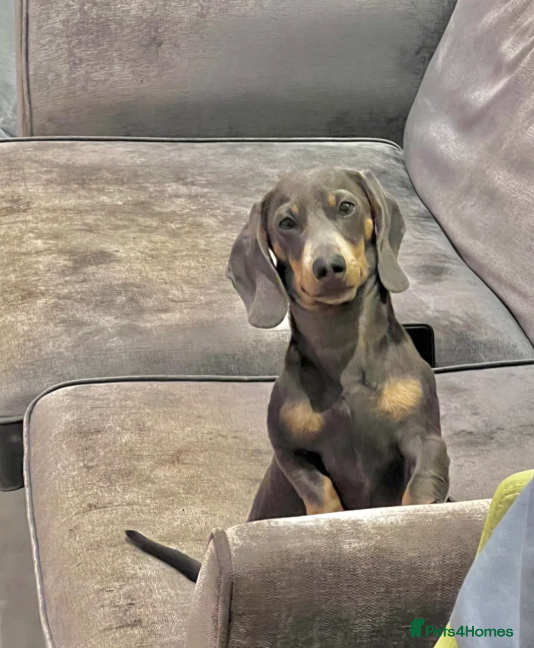 Miniature Dachshund dogs for stud: 🐾HUGO THE BOSS (KC REG & PRA CLEAR) PROVEN STUD🐾 in Manchester - Advert 27