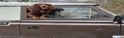 Cocker Spaniel dogs for sale: Stunning kc cocker spaniels - puppy culture raised - Advert 11