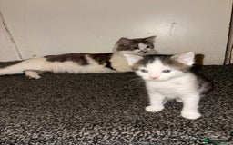 Turkish Van cats for sale: Cat mix beauty  - Image 6