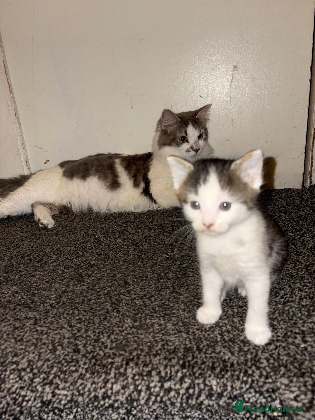 Turkish Van cats for sale: Cat mix beauty  - Image 6