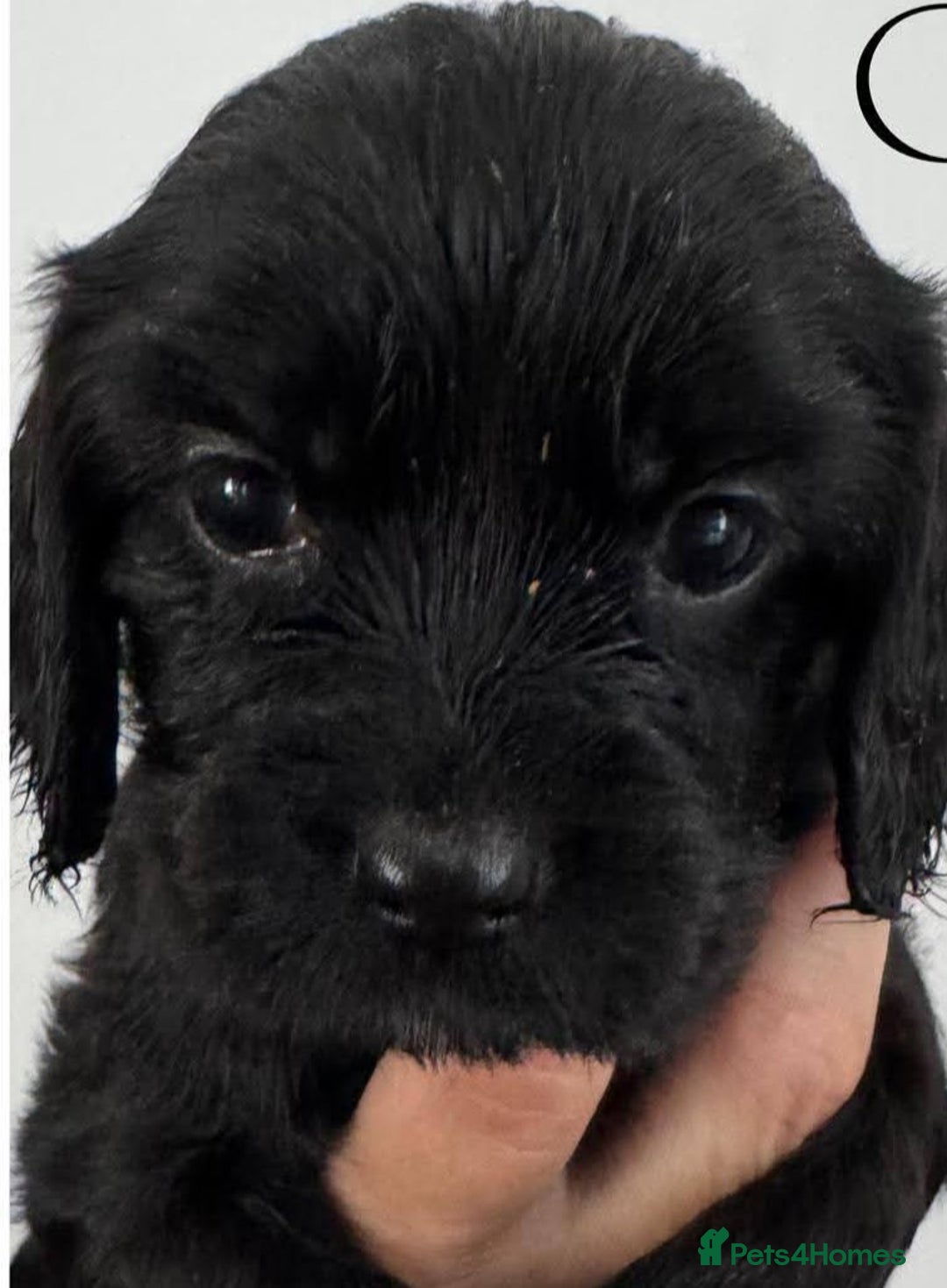 Mixed Breed dogs for sale: Cockalier puppies F1 for sale - Image 3