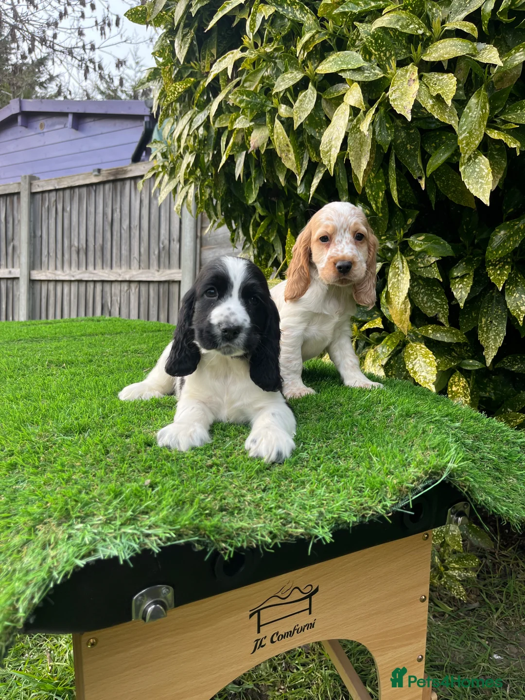 Cocker Spaniel dogs for sale: Health Clear Show Type Cocker Spaniel Puppies  - Advert 1