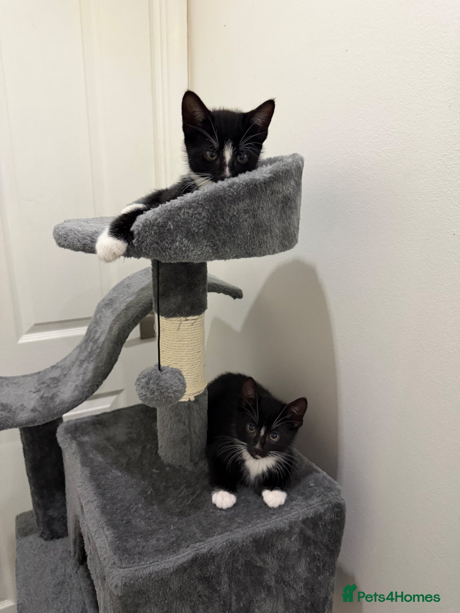 Mixed Breed cats Bottom one is for sale only, male 9 weeks old  - Advert 1
