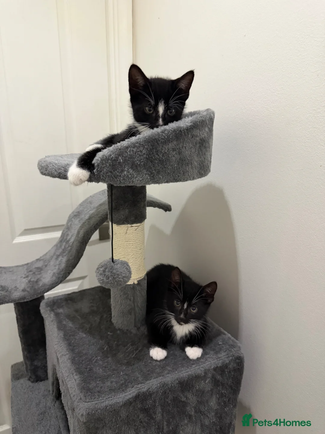 Mixed Breed cats for sale: Bottom one is for sale only, male 9 weeks old  in Bishop's Stortford - Advert 1