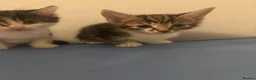 Mixed Breed cats for sale: Adorable playful kittens  - Advert 6