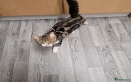 British Shorthair cats for sale: kitten  - Image 4