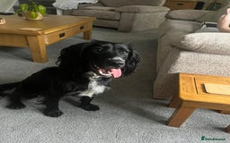 Cocker Spaniel dogs for sale: Bailey - Advert 3