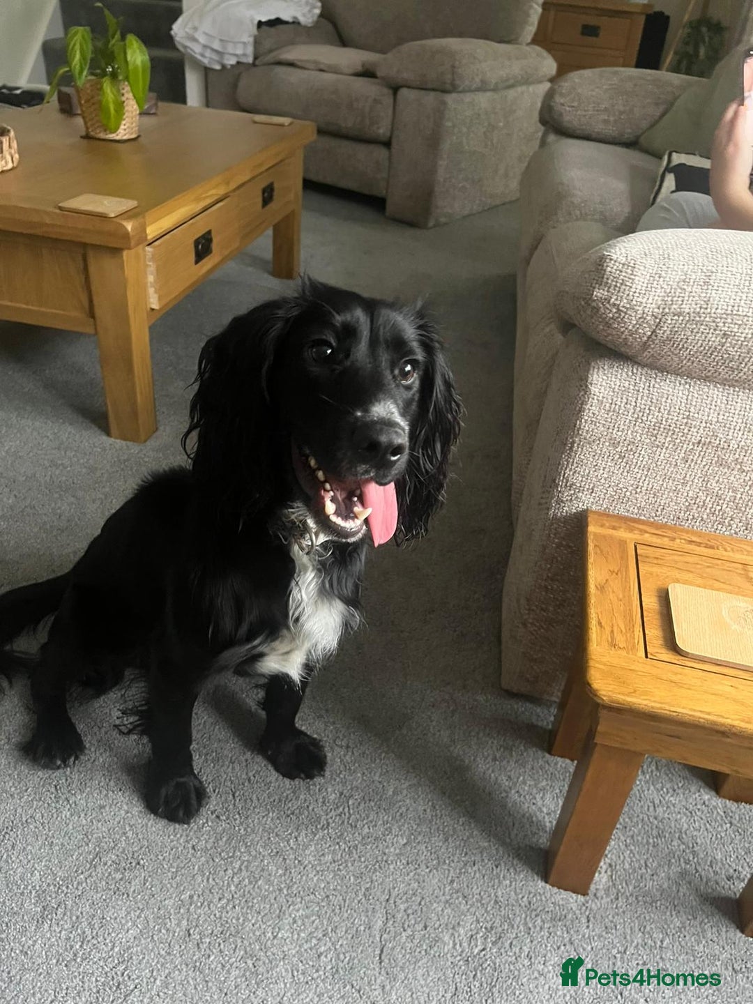 Cocker Spaniel dogs for sale: Bailey - Advert 3