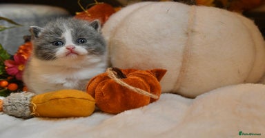 British Shorthair cats - Advert 5