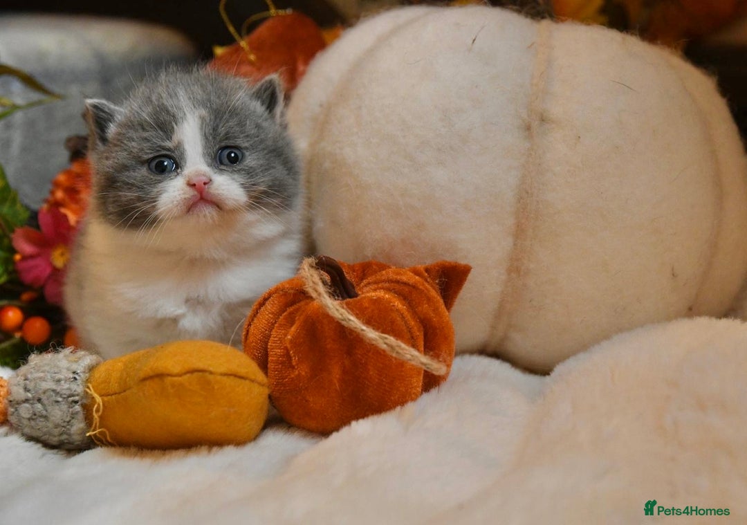 British Shorthair cats for sale: Beautiful Blue tortie & white British shorthair - Image 2