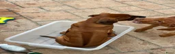 Rhodesian Ridgeback dogs for sale: KC Registered RR Ready for forever Homes 1st July - Advert 3
