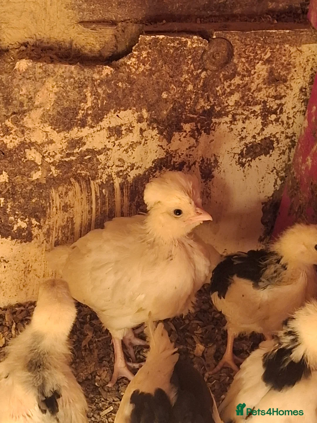 Chickens poultry for sale: Mottled Houdans chicks - Advert 6