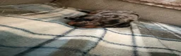 Miniature Dachshund dogs for sale: 2 dapple female mini dachshunds  - Advert 3