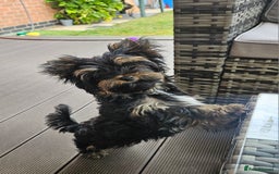 Yorkshire Terrier dogs for sale: Yorkshire Terrier  - Image 3