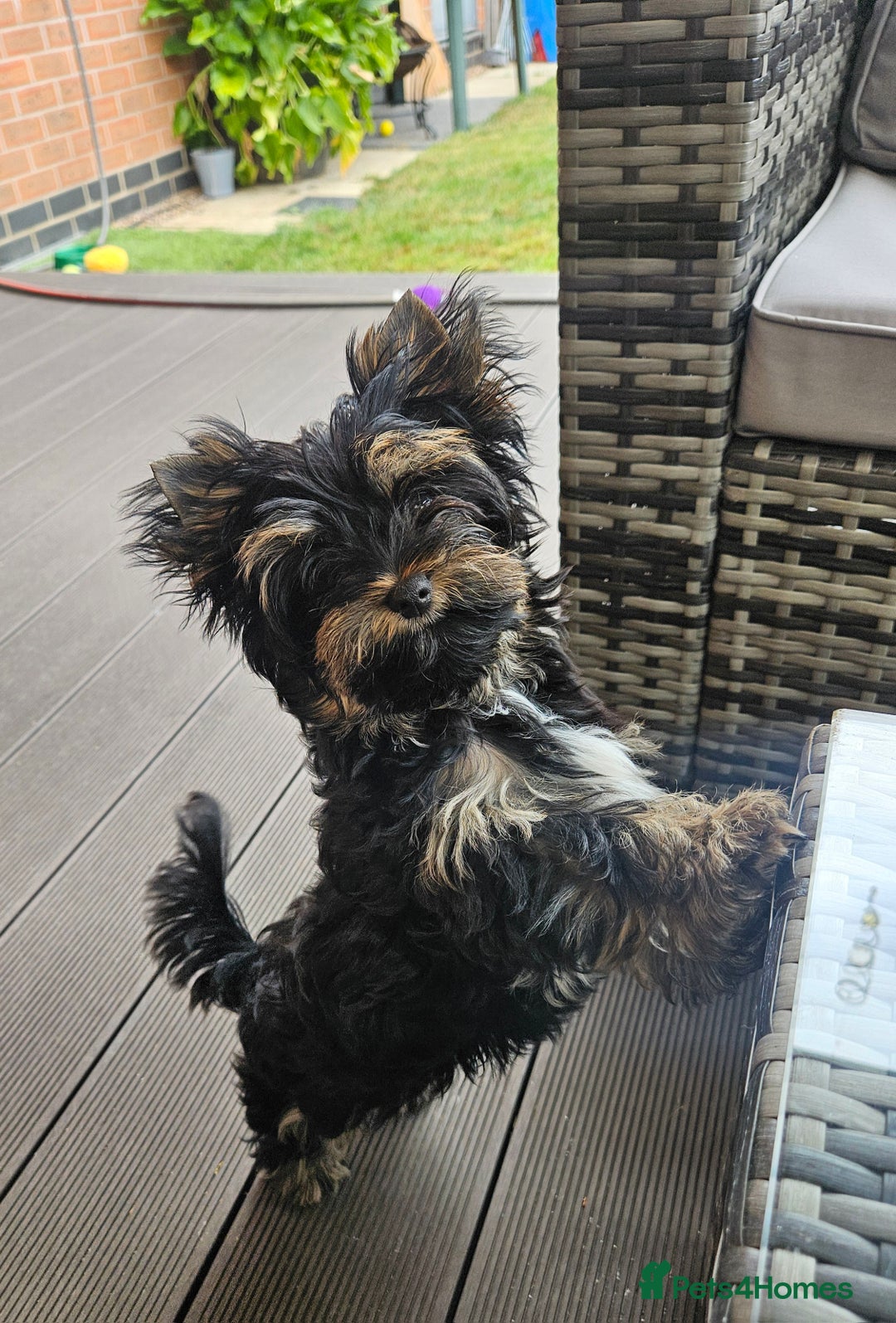 Yorkshire Terrier dogs for sale: Yorkshire Terrier  - Image 3