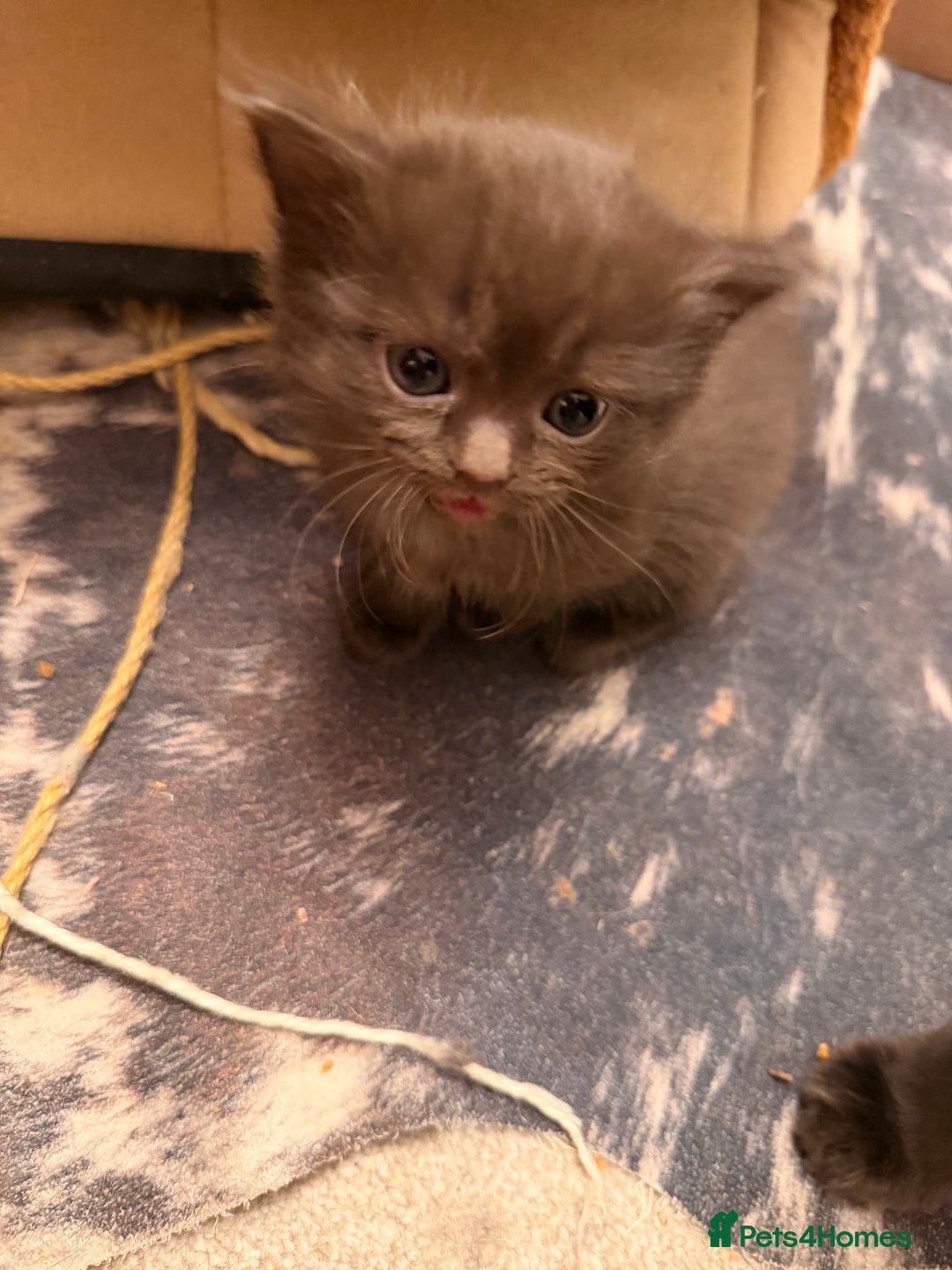 Ragdoll cats for sale: Beautiful Persia dolls  - Advert 12