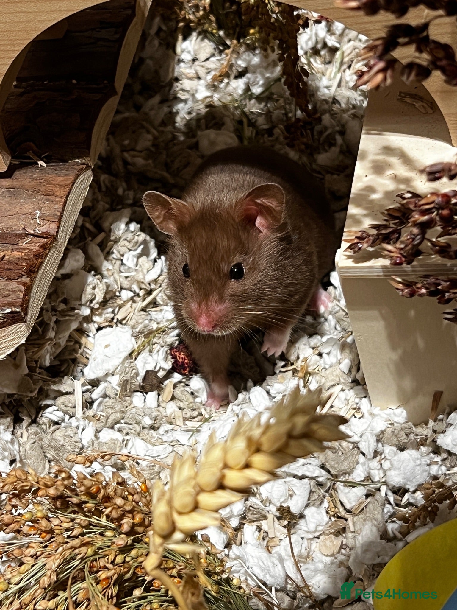 Hamster rodents Brown syrian hamster and Bucatstate cage  - Advert 1
