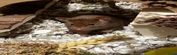 Hamster rodents for sale: Brown syrian hamster and Bucatstate cage  - Advert 1