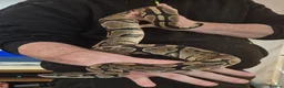 Python Snake reptiles for sale: Royal Python Female with full viv set up - Advert 3