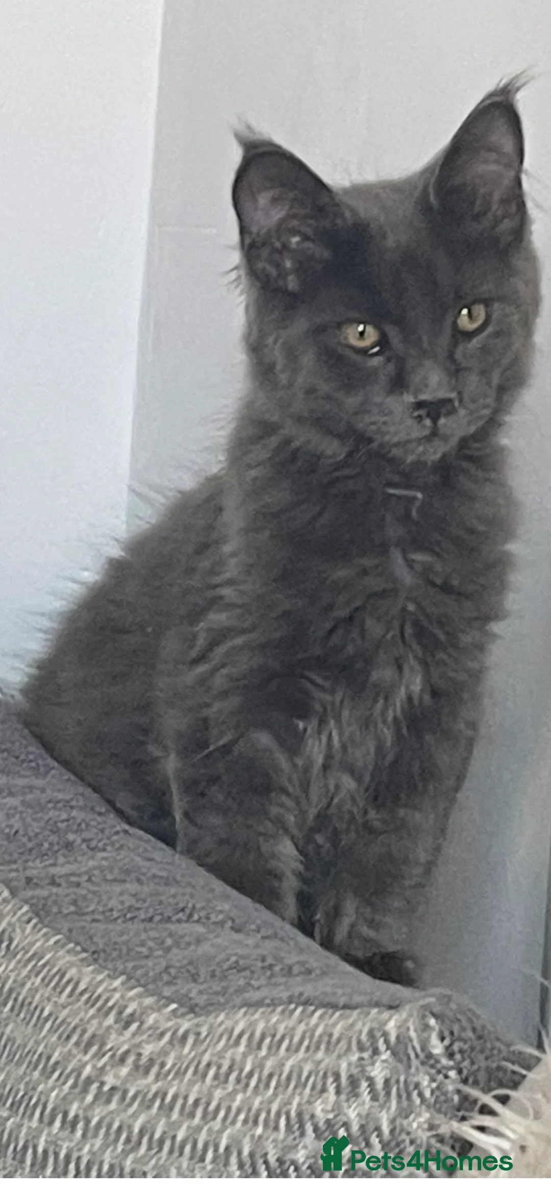 Maine Coon cats for sale: TICA Registered Maine Coon Kittens  - Advert 38