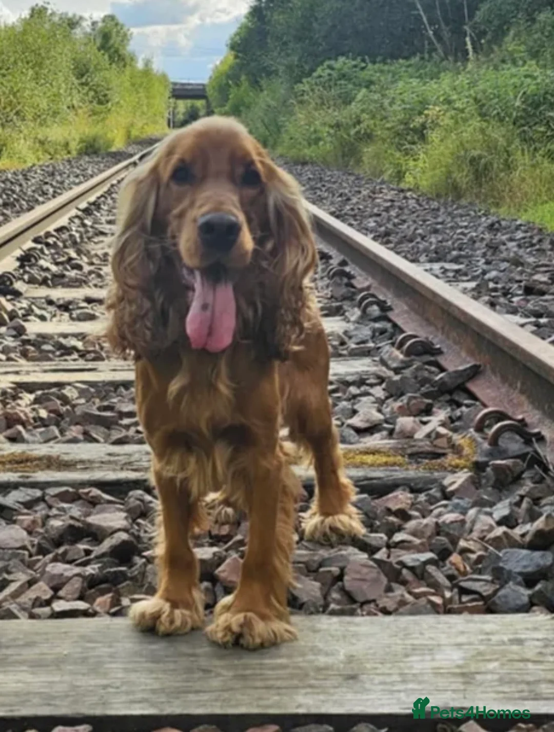 Cocker Spaniel dogs for sale: Gorgeous Show Cocker Pups  in Carluke - Advert 2