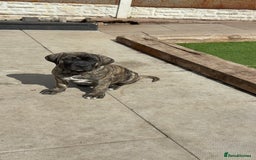 Cane Corso dogs for sale: Cane Corso puppies  - Image 17