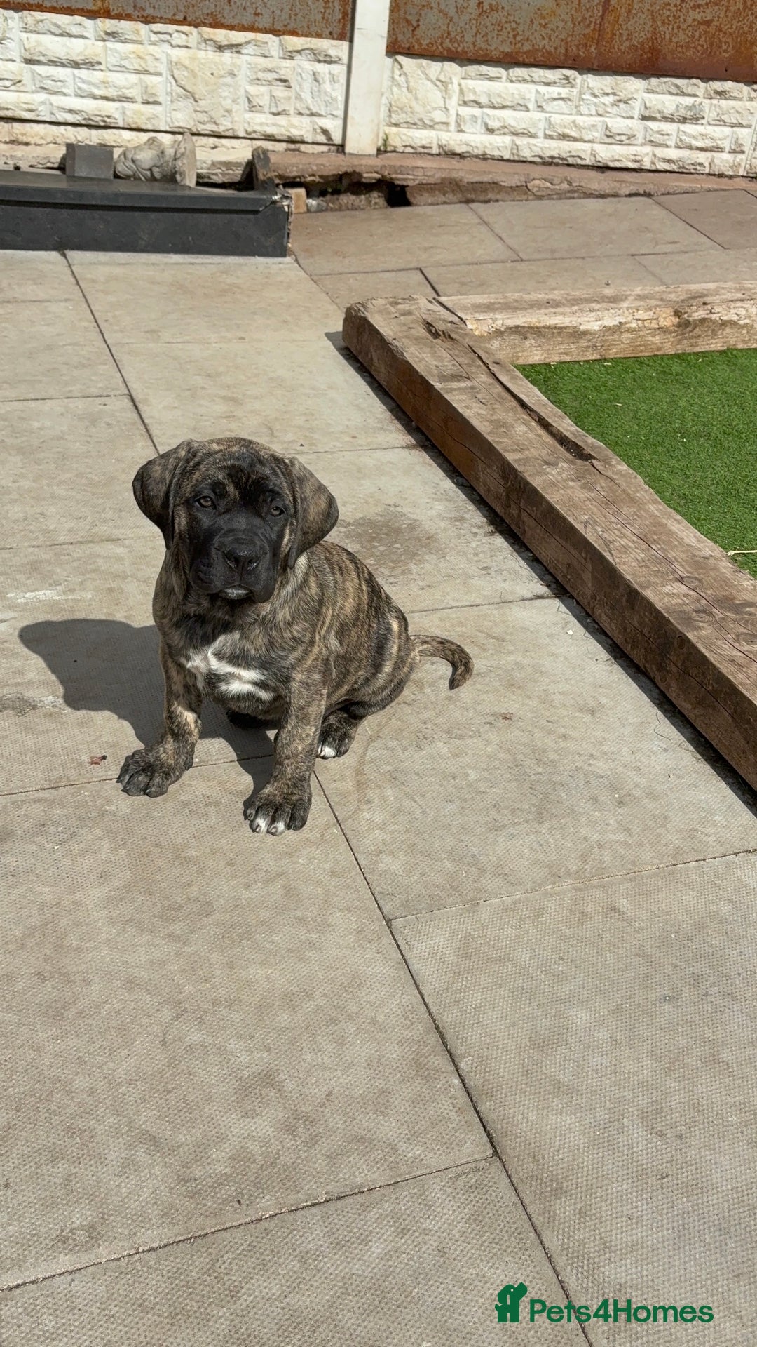 Cane Corso dogs for sale: Cane Corso puppies  - Image 17