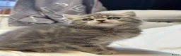 Scottish Fold cats for sale: Scottish Fold Kittens Available  - Advert 5