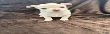 Chihuahua 3