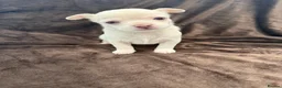 Chihuahua dogs for sale: 7 Adorable Chihuahua puppies ready 19th July - Advert 26
