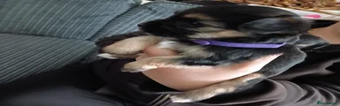 Chorkie Puppy 6