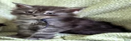 Maine Coon cats for sale: Stunning Black And Blue Smoke Pedigree Maine Coons - Advert 1