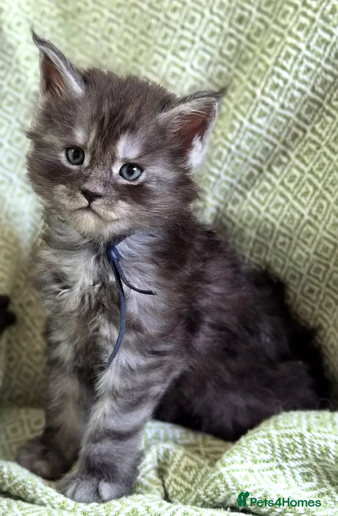 Maine Coon cats for sale: Stunning Black And Blue Smoke Pedigree Maine Coons - Advert 1