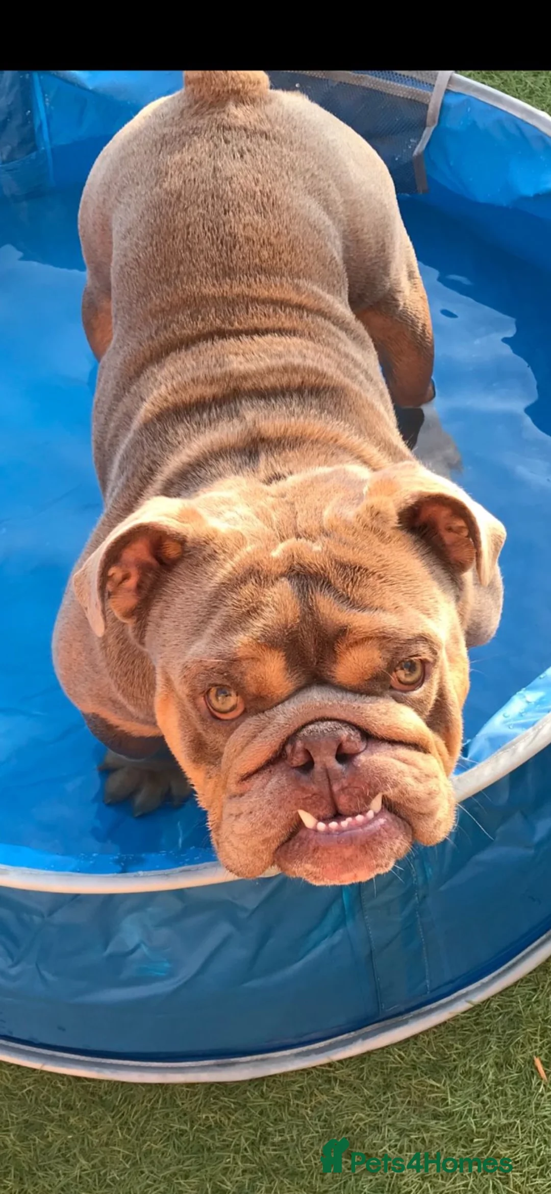 English Bulldog dogs for sale: Bez 4 year old Male English Bulldog in Cleckheaton - Advert 5