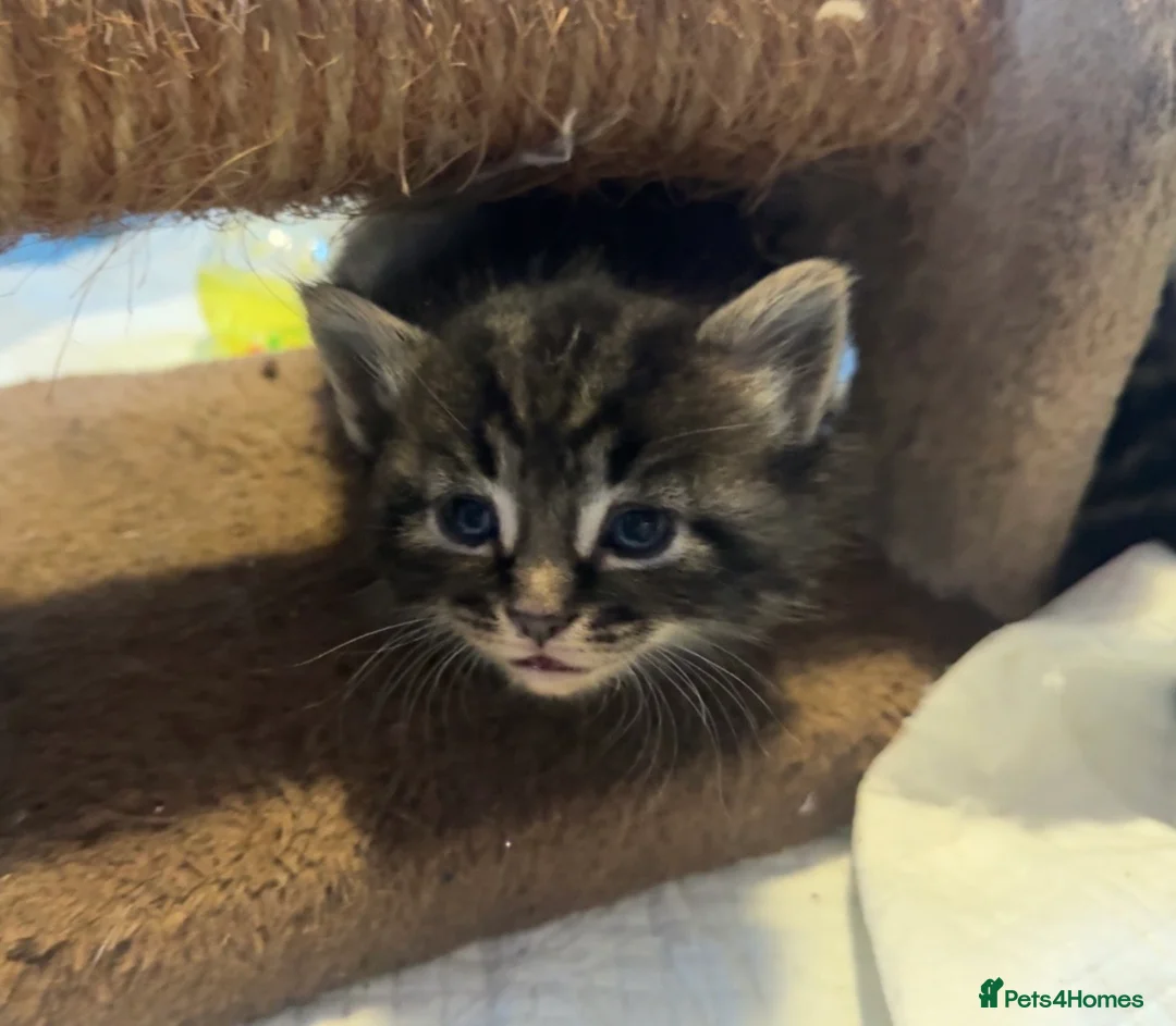 Mixed Breed cats for sale: Two beautiful boys for sale - Advert 2