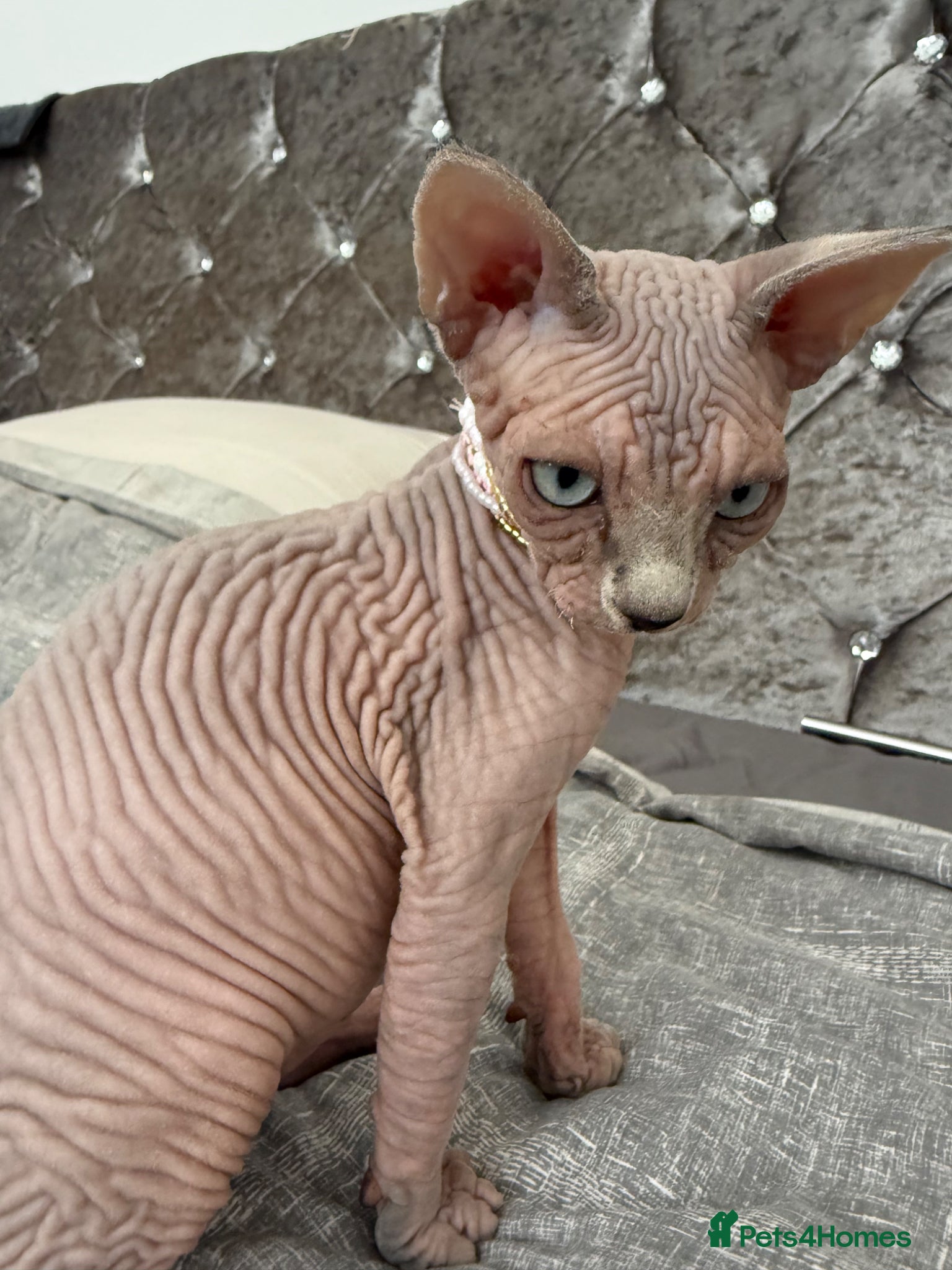 Sphynx cats Stunning Cream/Lilac Sphynx Girl | TICA Registered - Advert 18