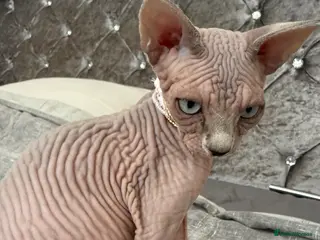 Sphynx cats Stunning Cream/Lilac Sphynx Girl | TICA Registered - Advert 18
