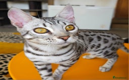 Bengal cats for sale: Exceptional Silver Rosetted Boy Available  - Advert 24