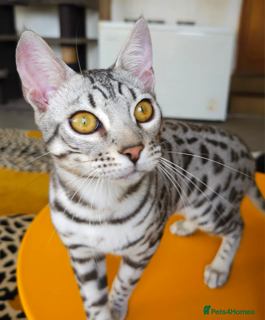 Bengal cats for sale: Exceptional Silver Rosetted Boy Available  - Advert 24