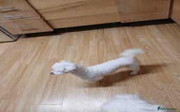 Bichon Frise dogs for sale: Rossie - Advert 3