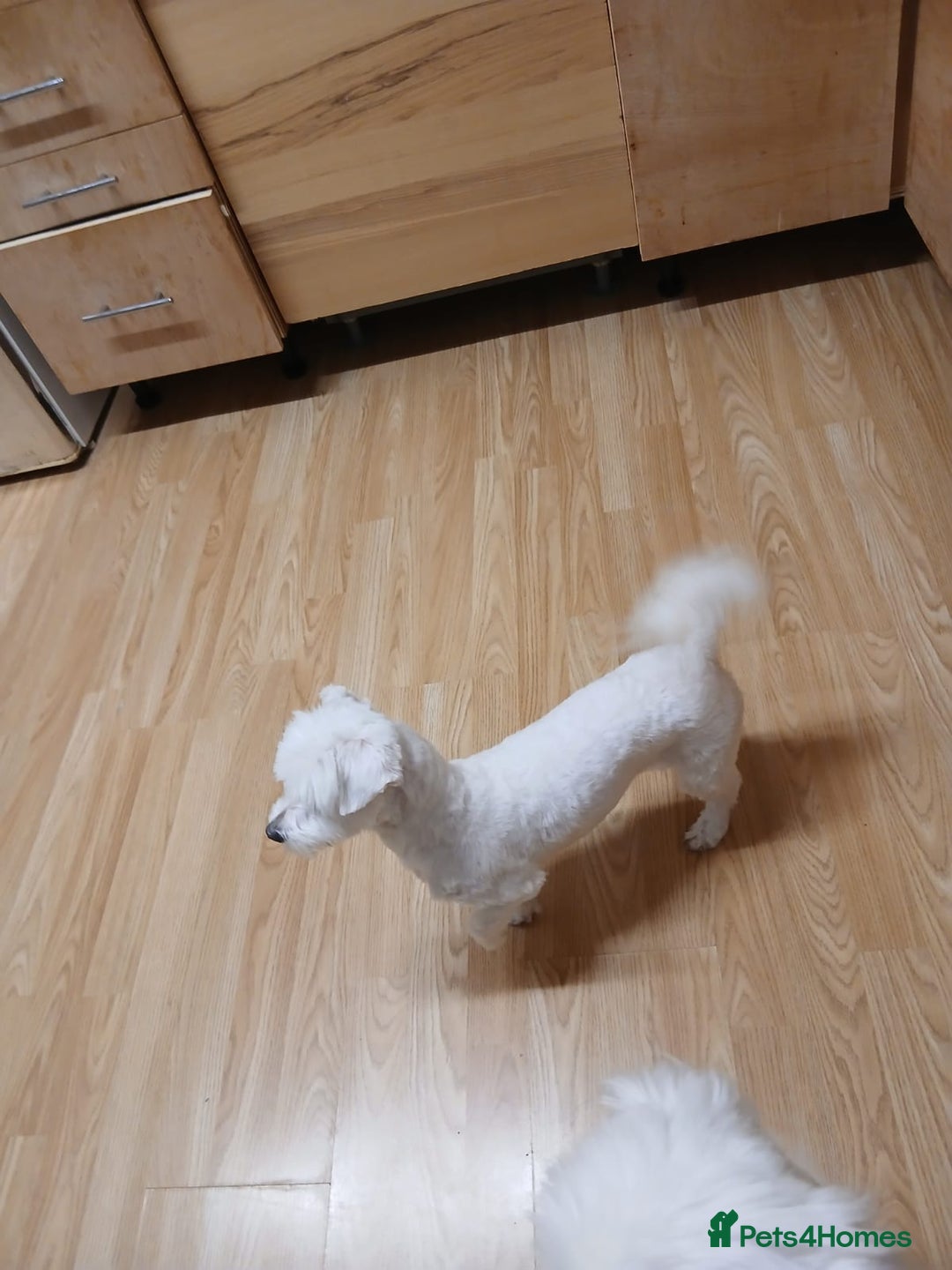 Bichon Frise dogs for sale: Rossie - Advert 3